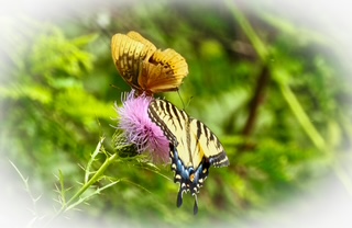 Double Butterfly