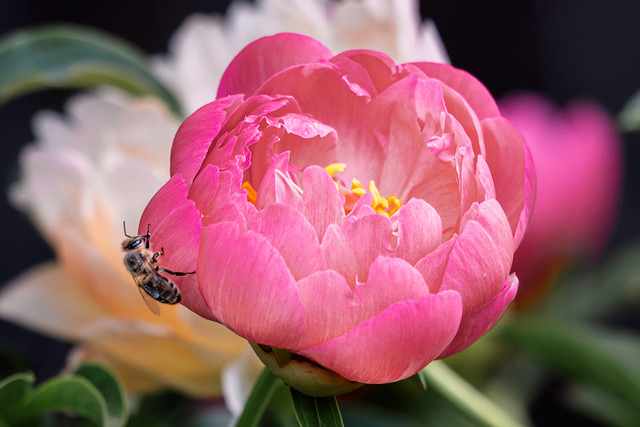 Pink Peony Pollinator