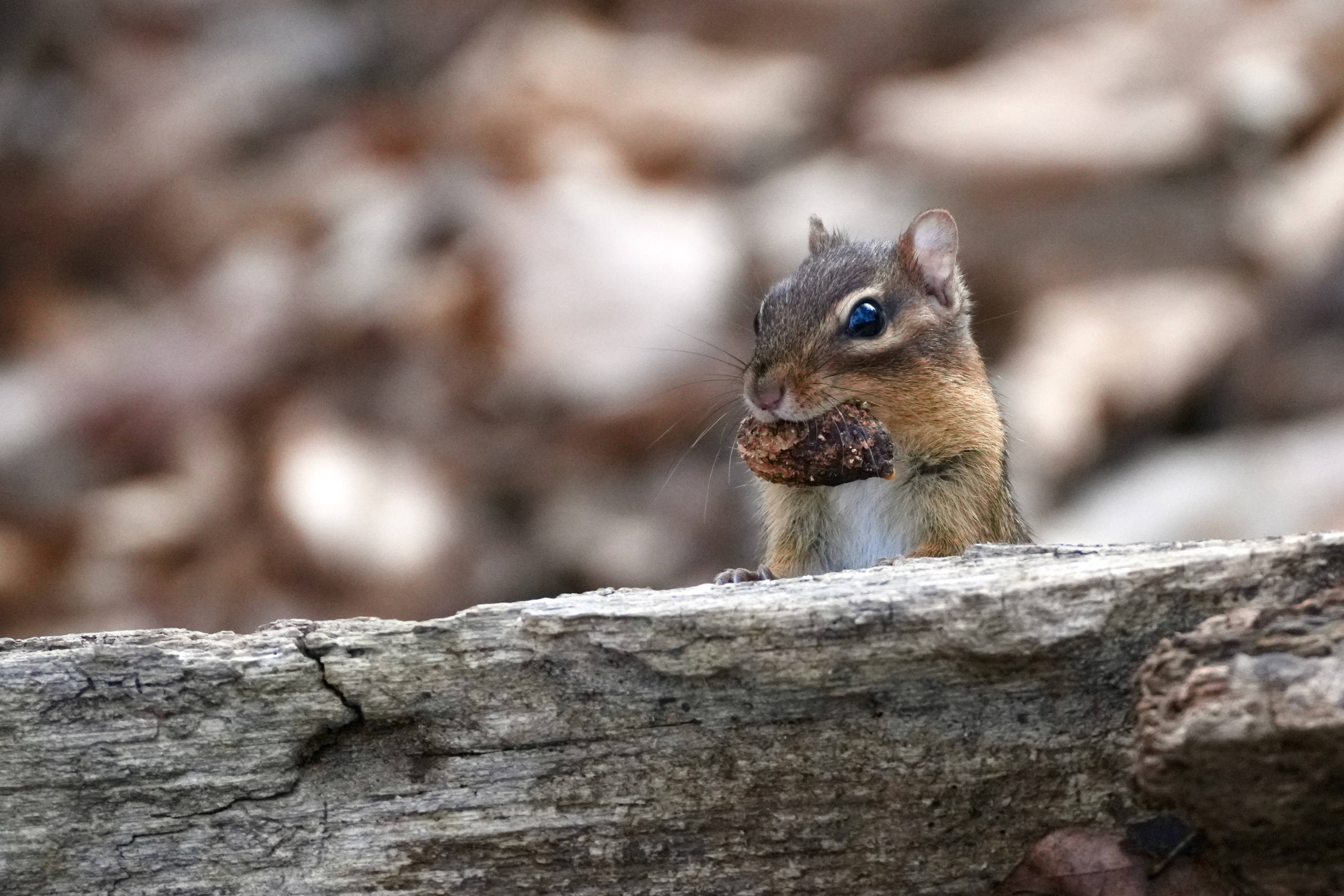 Snack Time