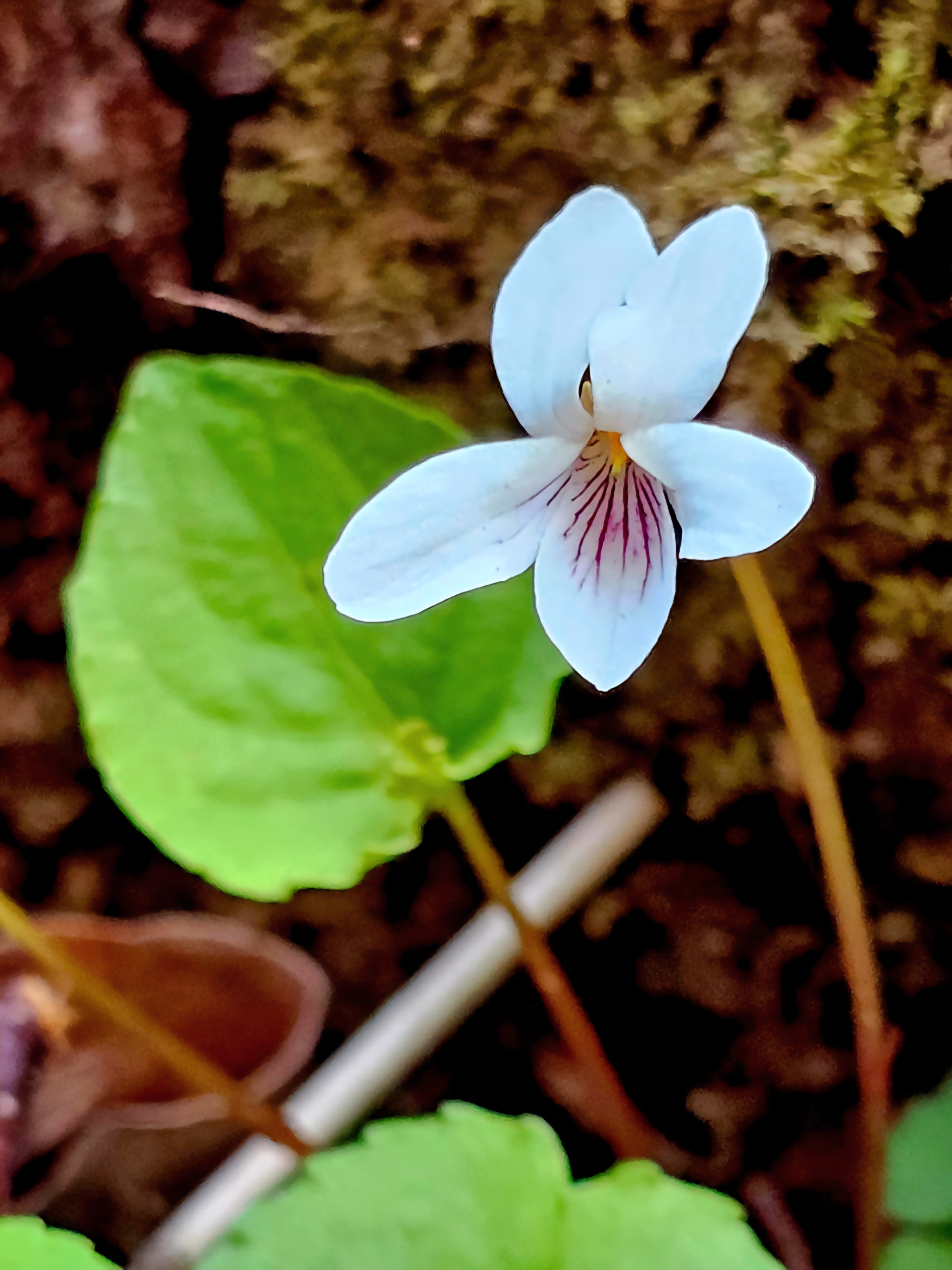 white violet