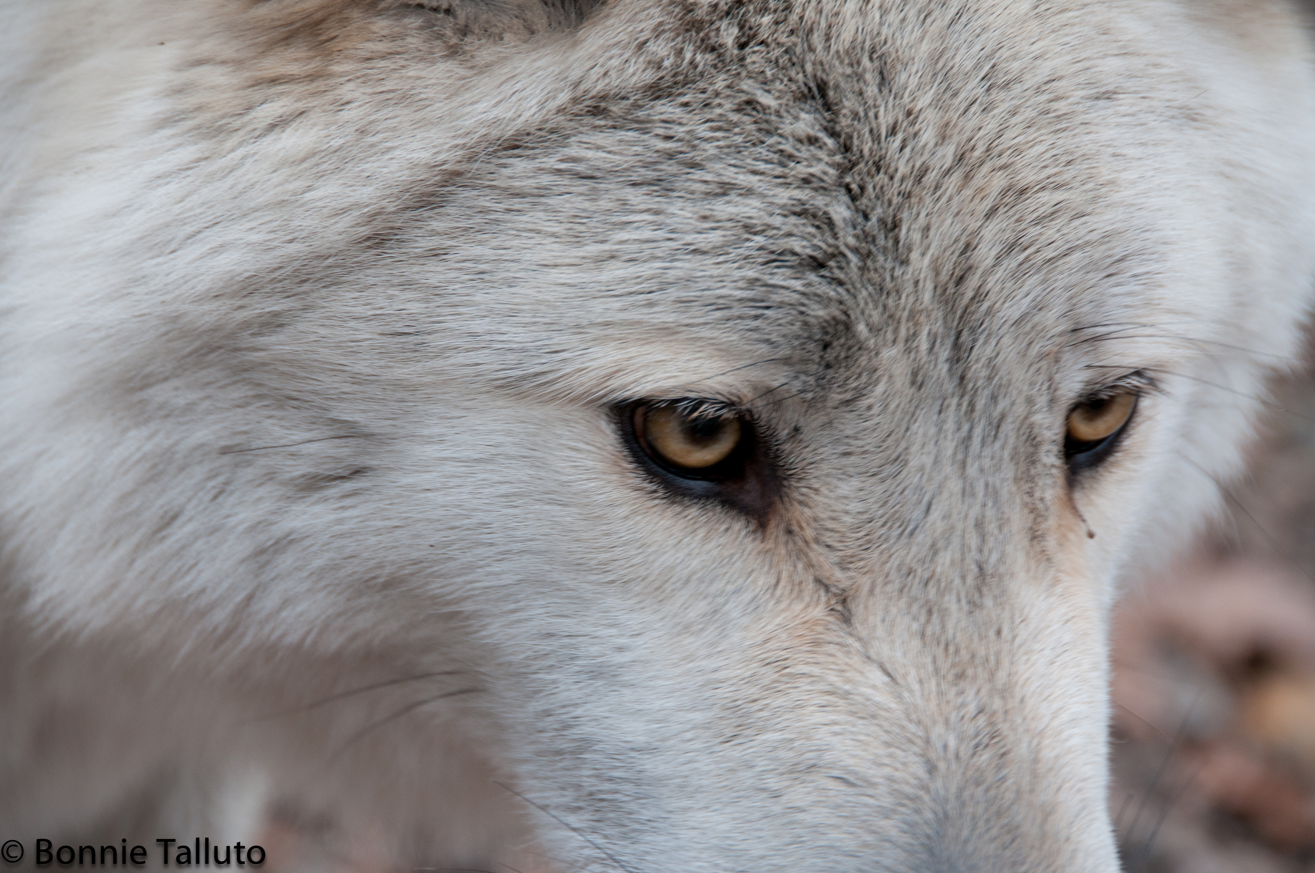 Lakota Wolf