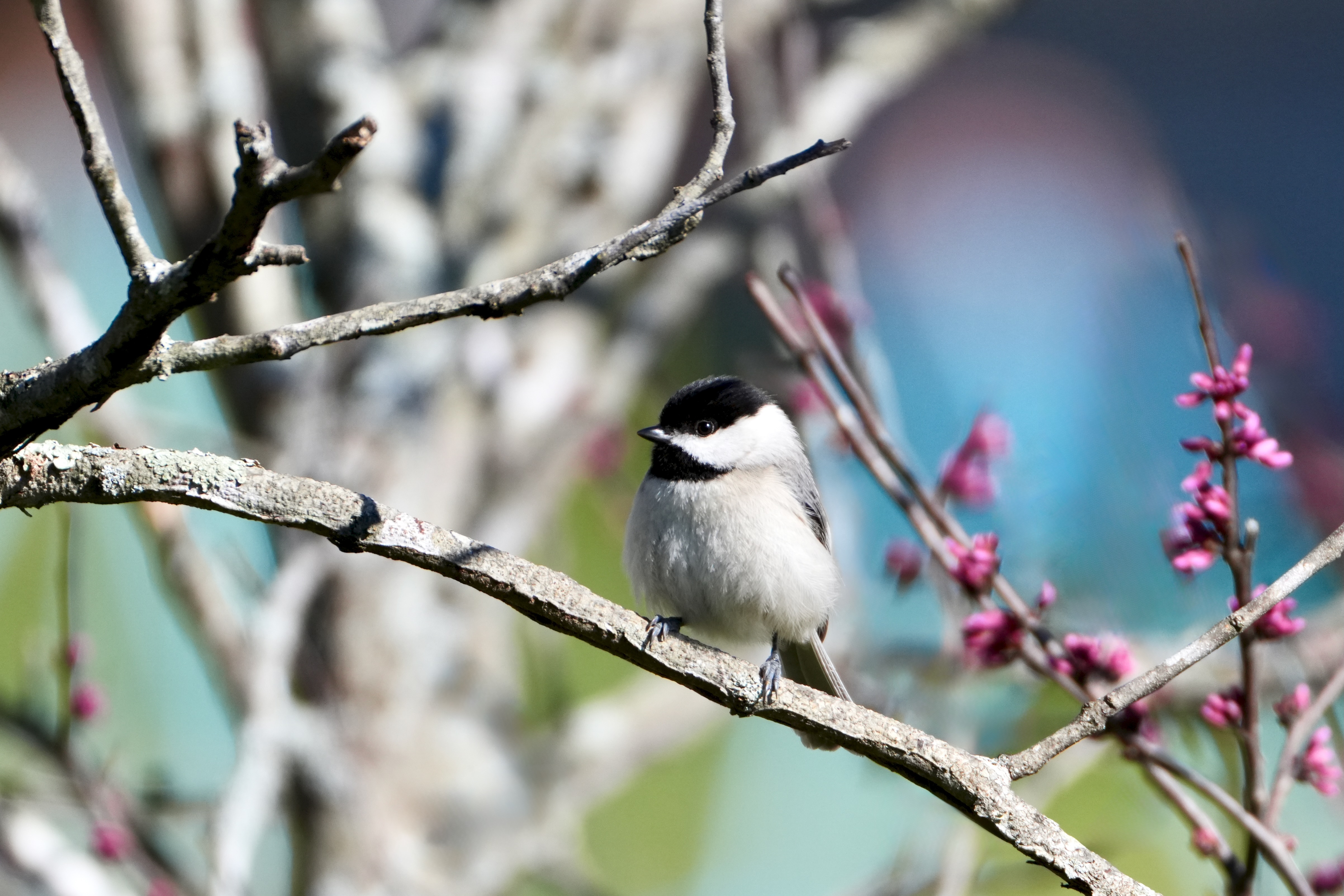 Spring is Here