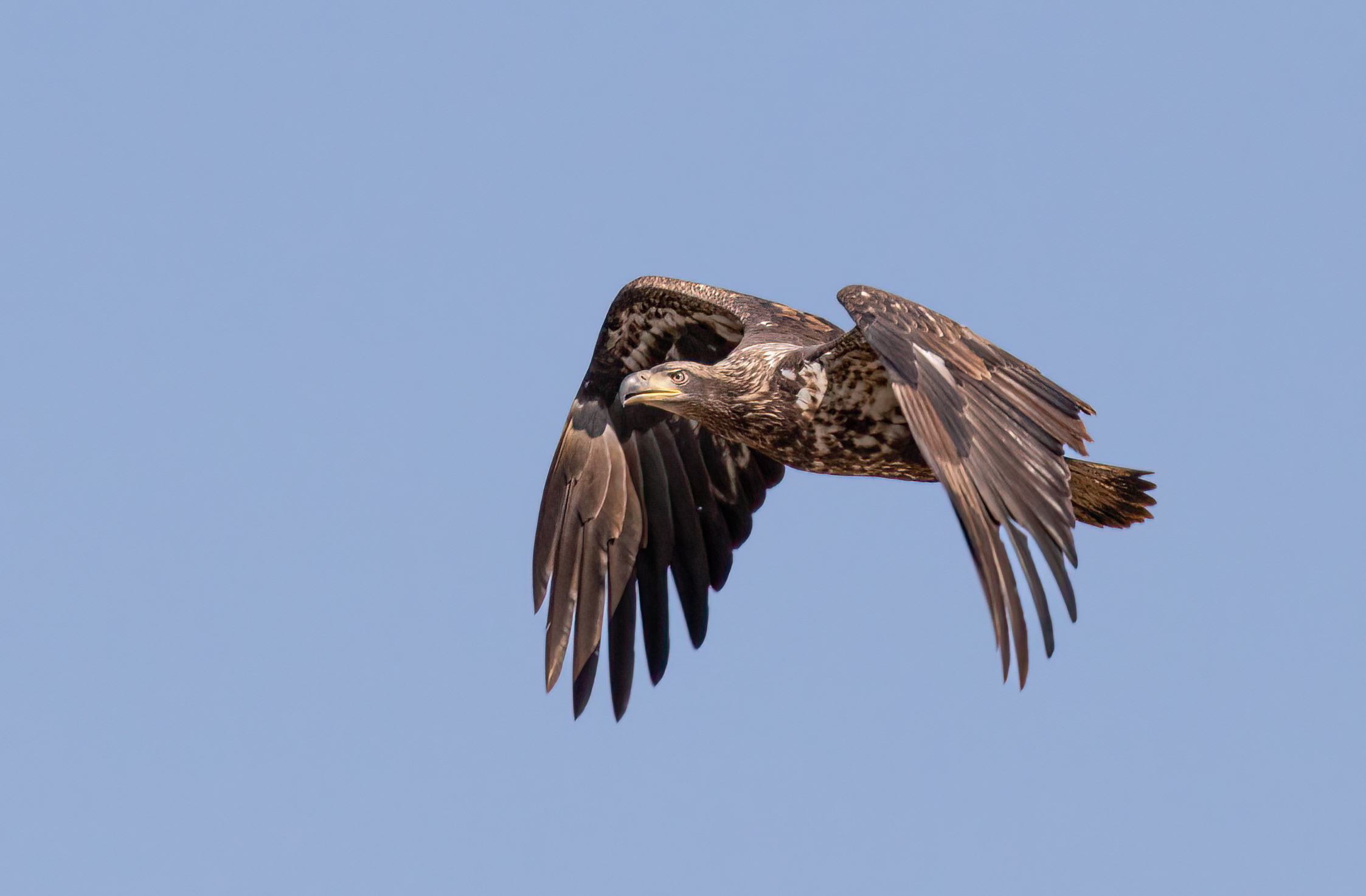 Juvenile Eagle Flying