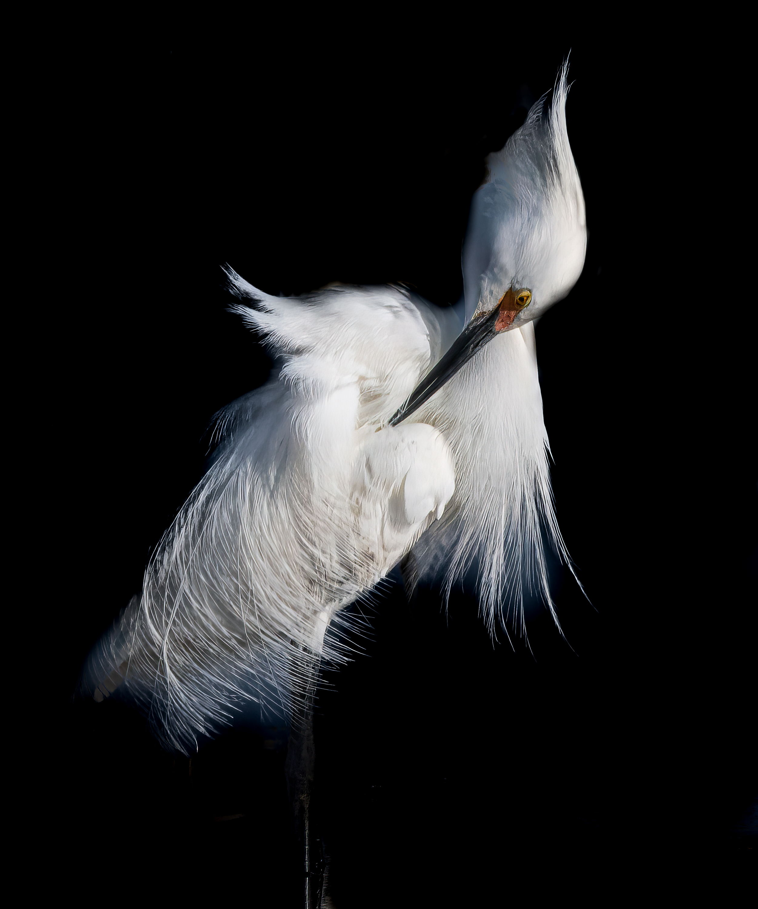 Evening Preening