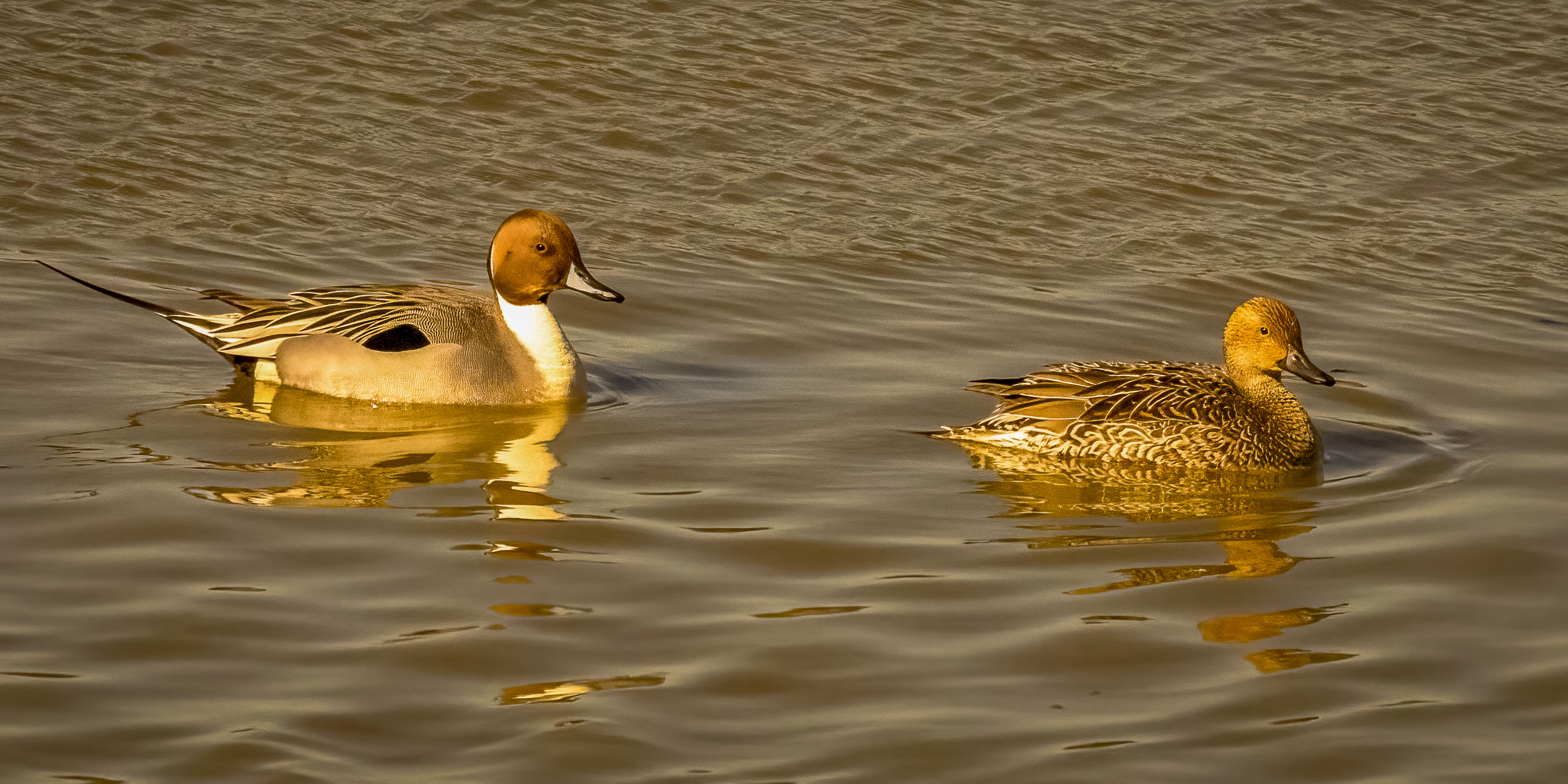 Lovely Couple