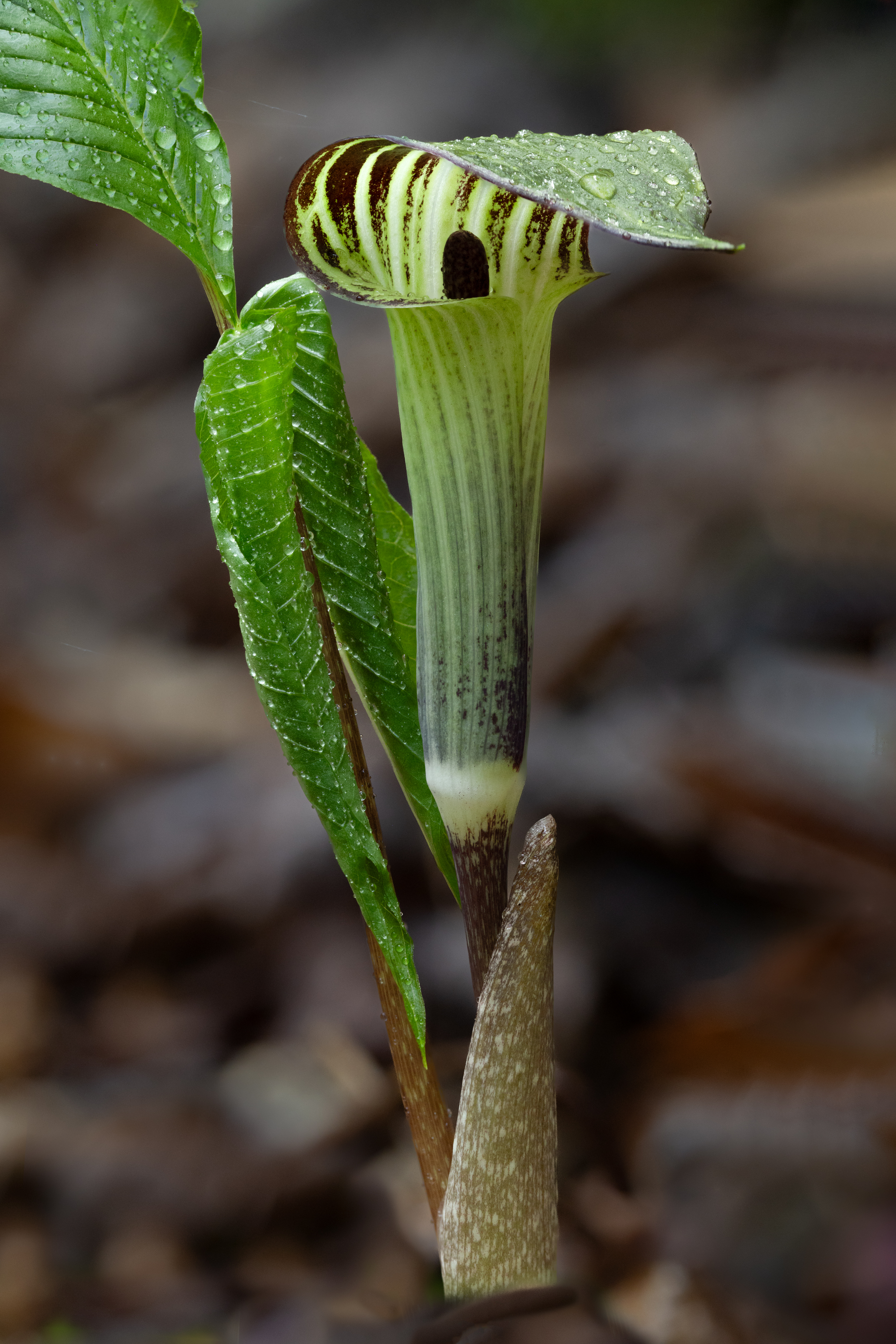Jack in the Pulpit