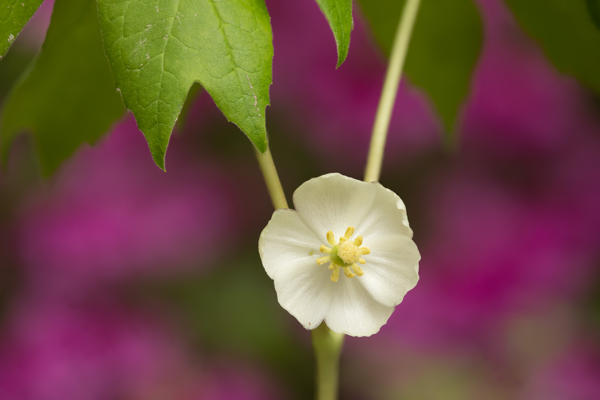 Mayapple