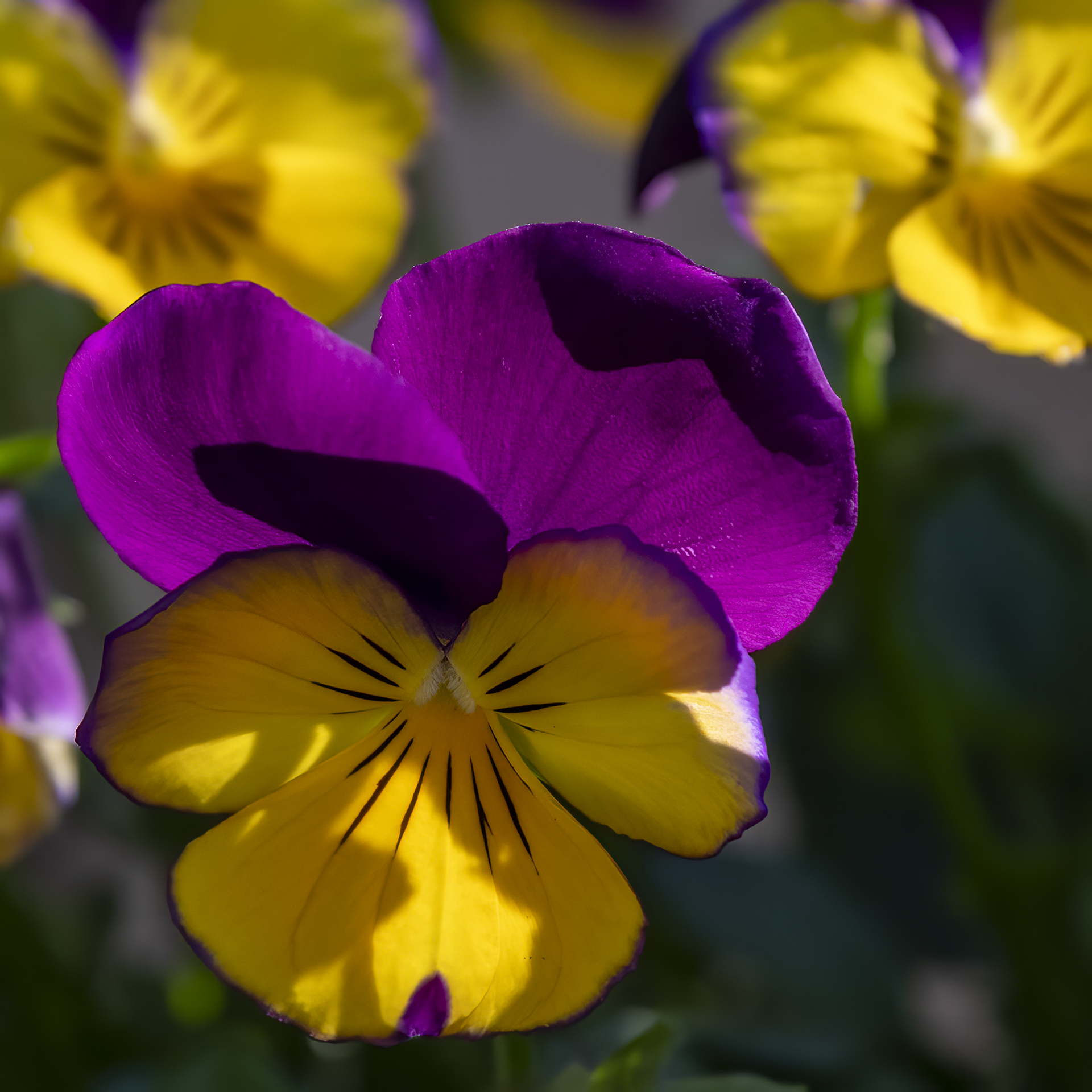Color Profusion