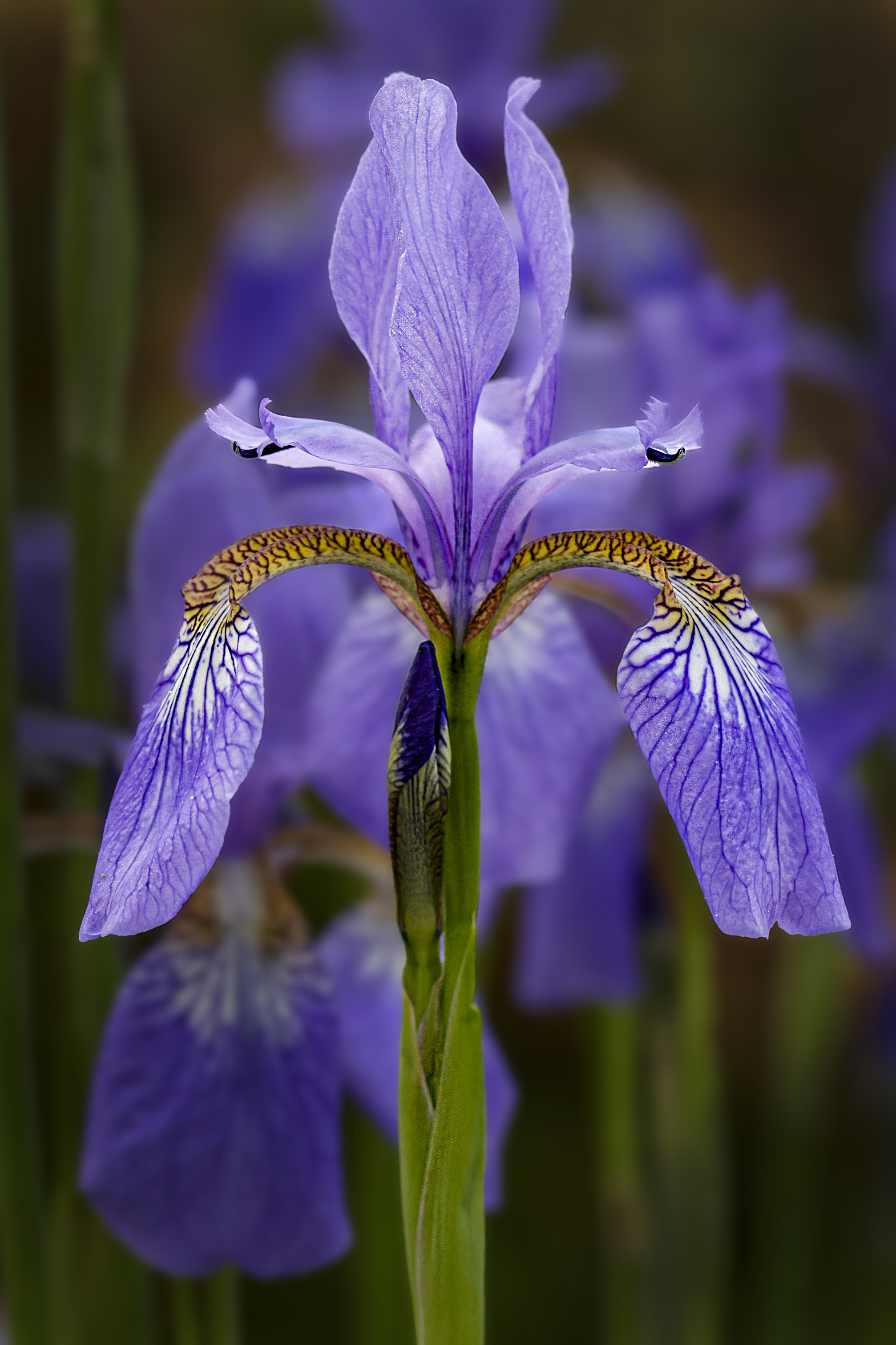 Stately Iris