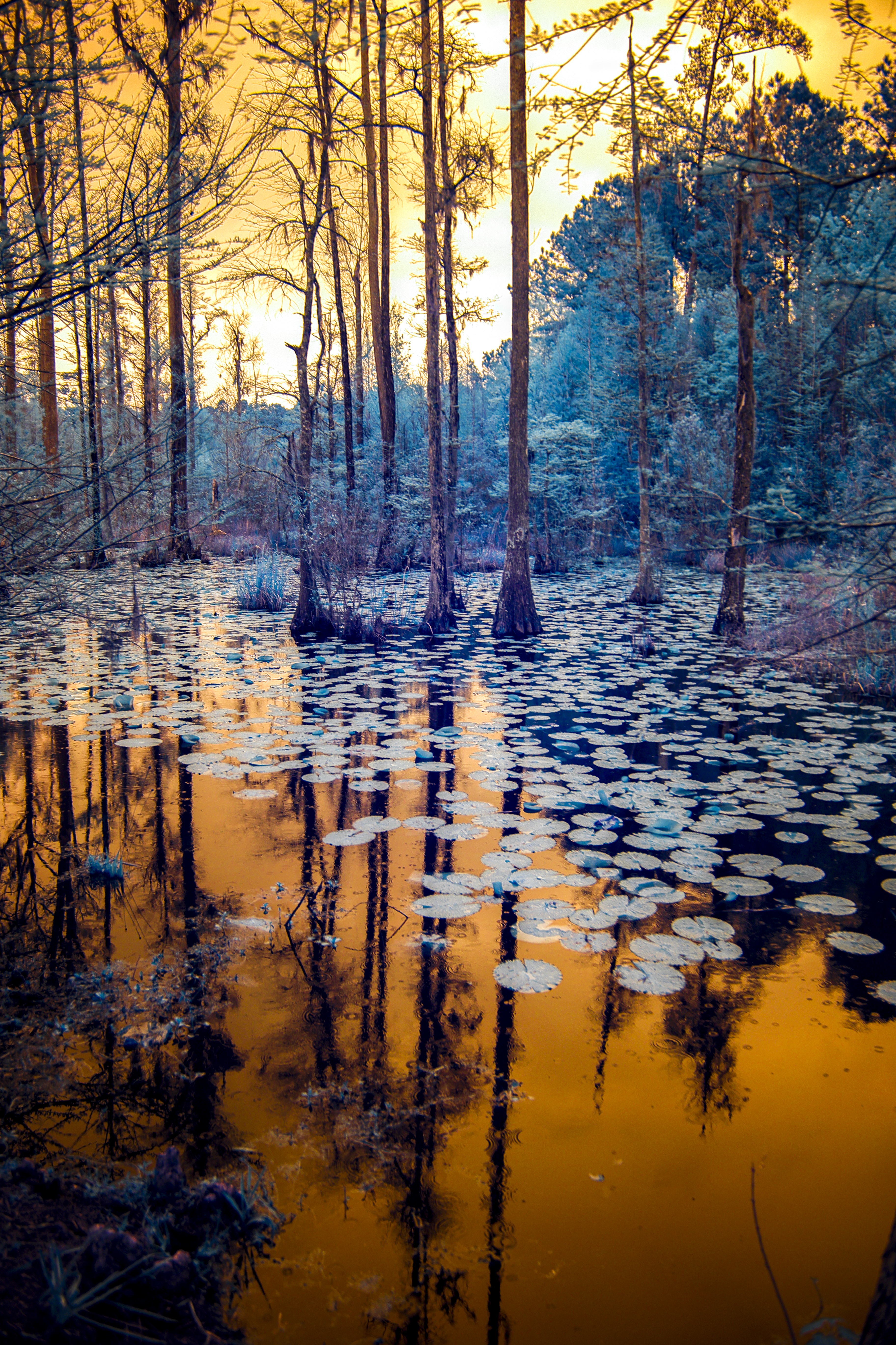 Swamp in Infrared