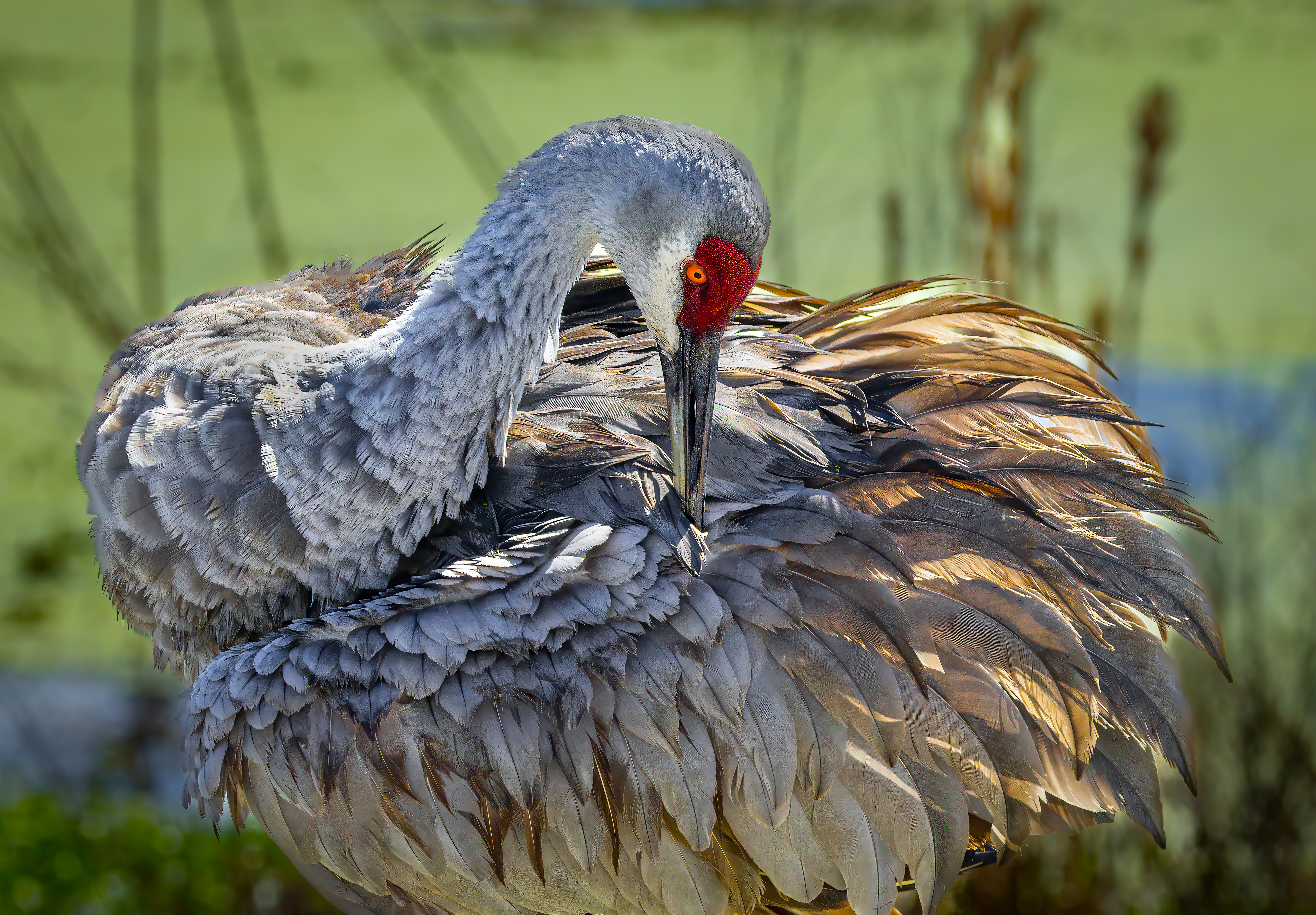 Sandhill Crane Resting