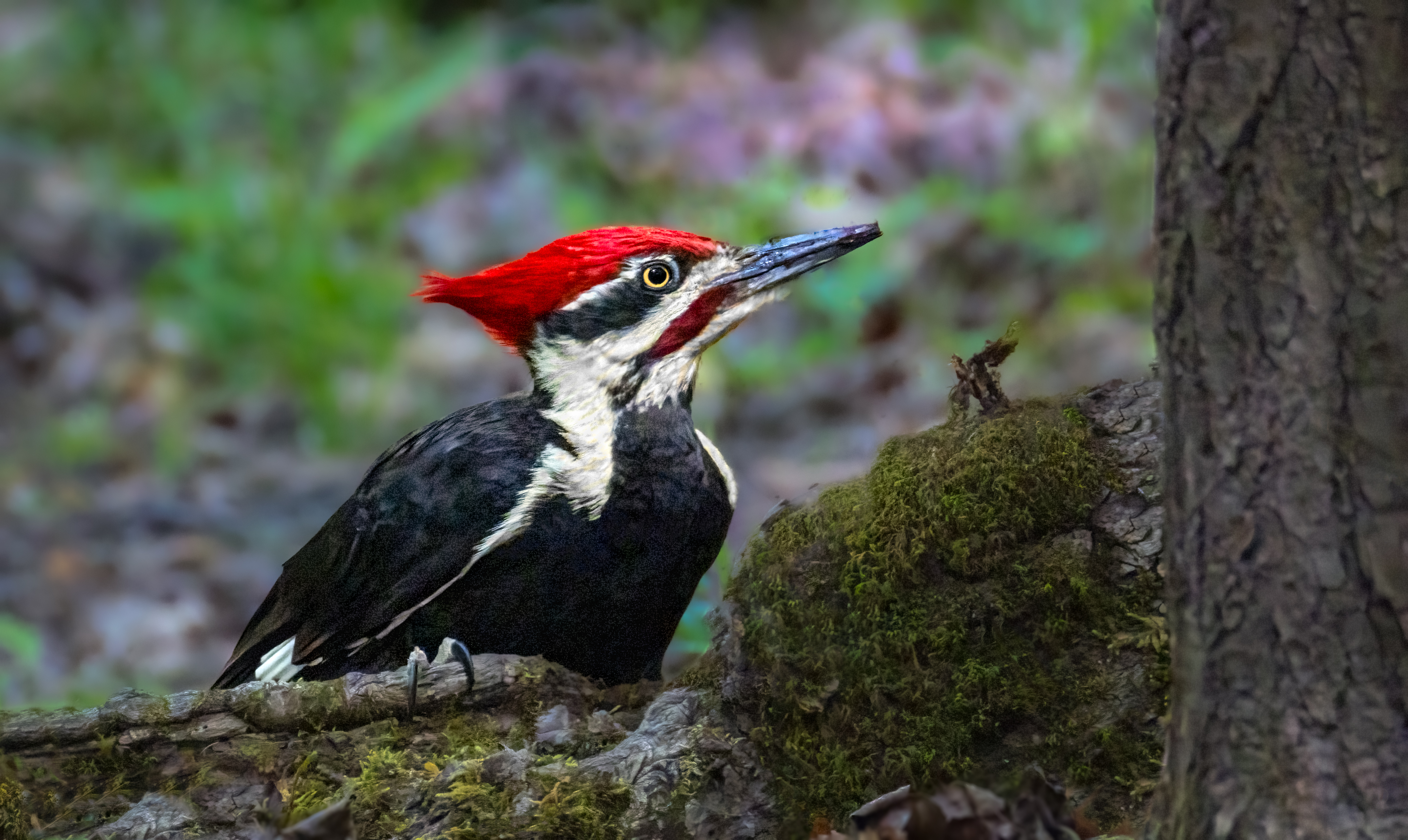 Pileated Woodpecker Looking for his Next Meal