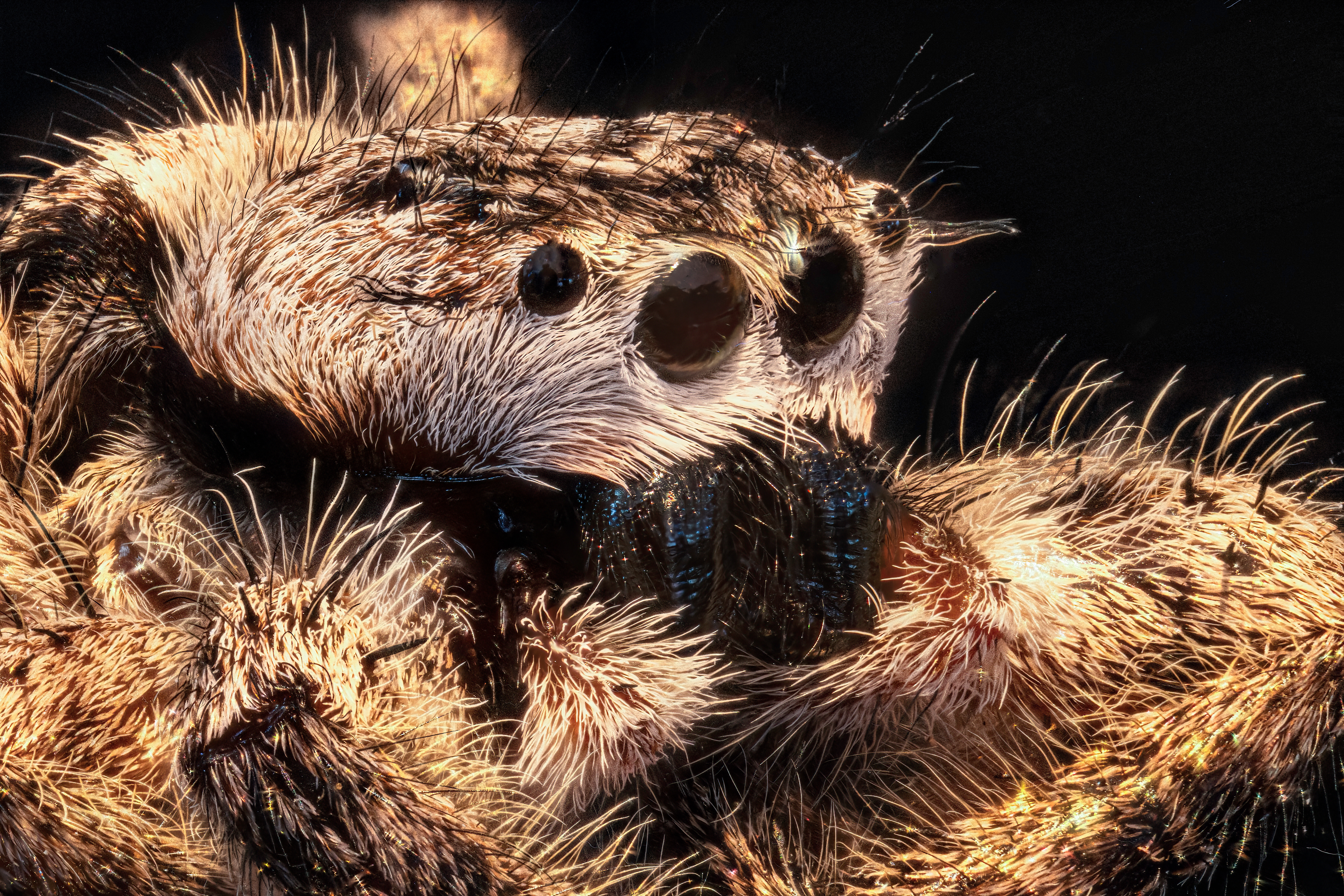 Jumping Spider