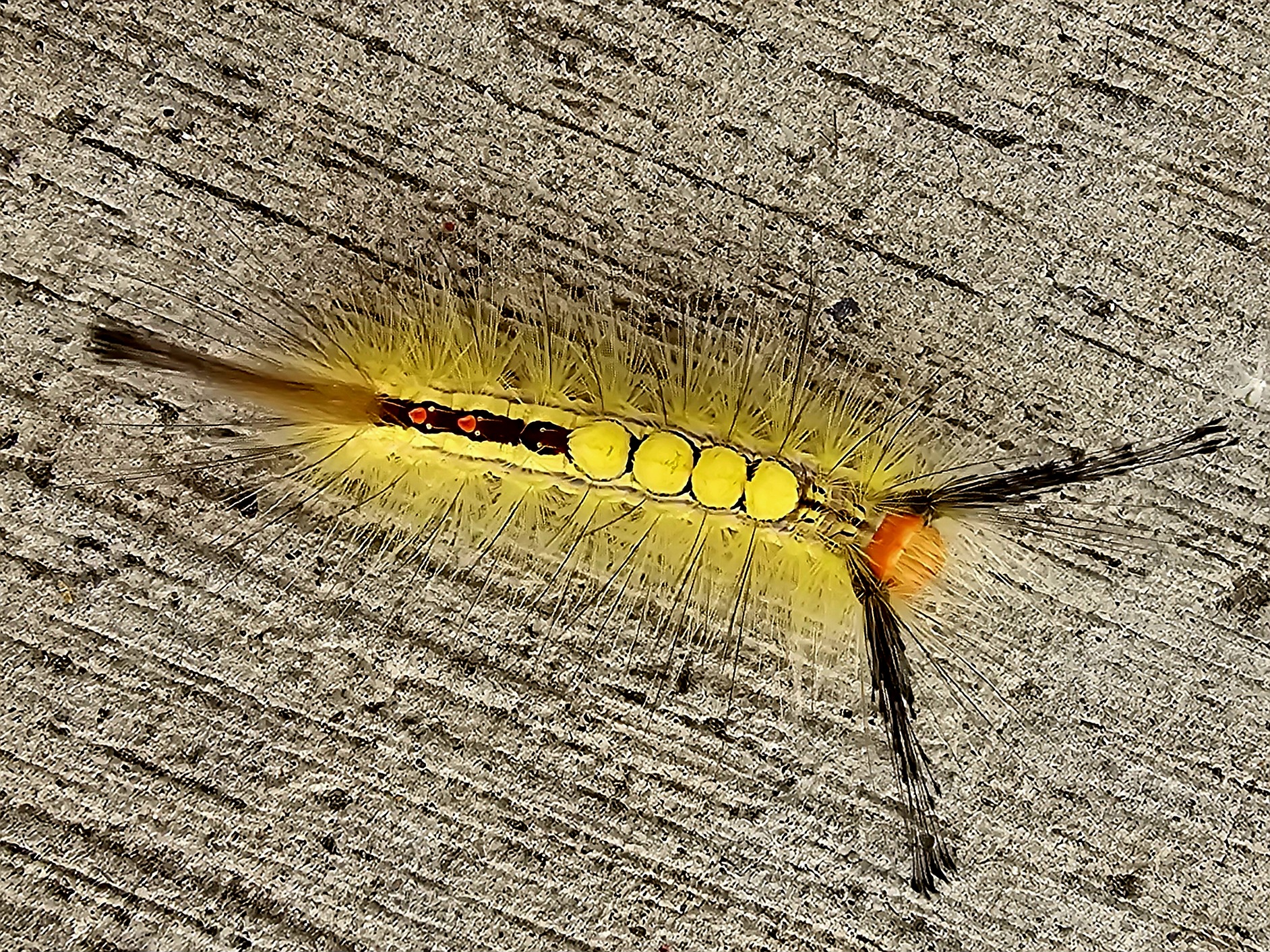 Tossock moth caterpillar 3