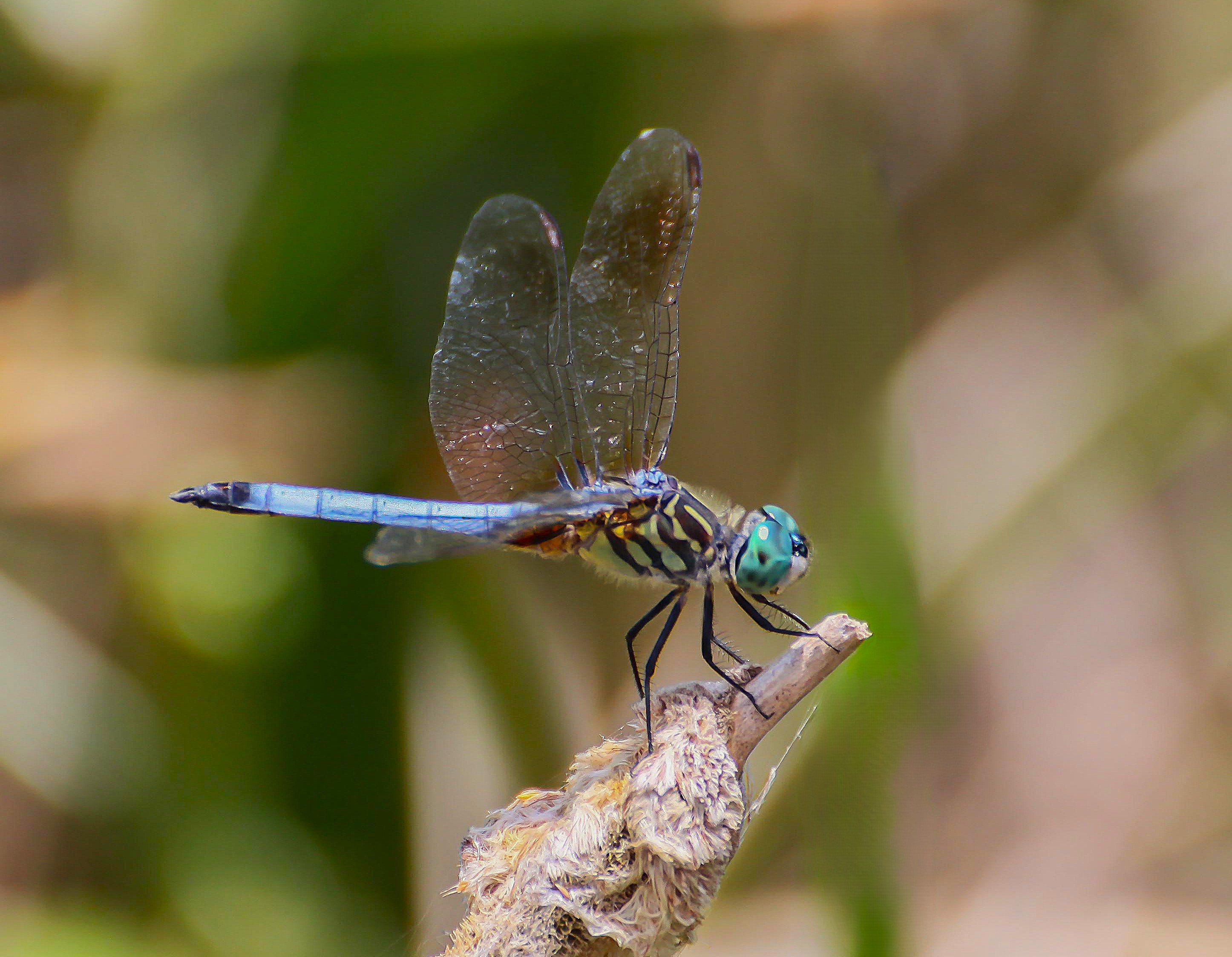 Dragonfly on a Perch