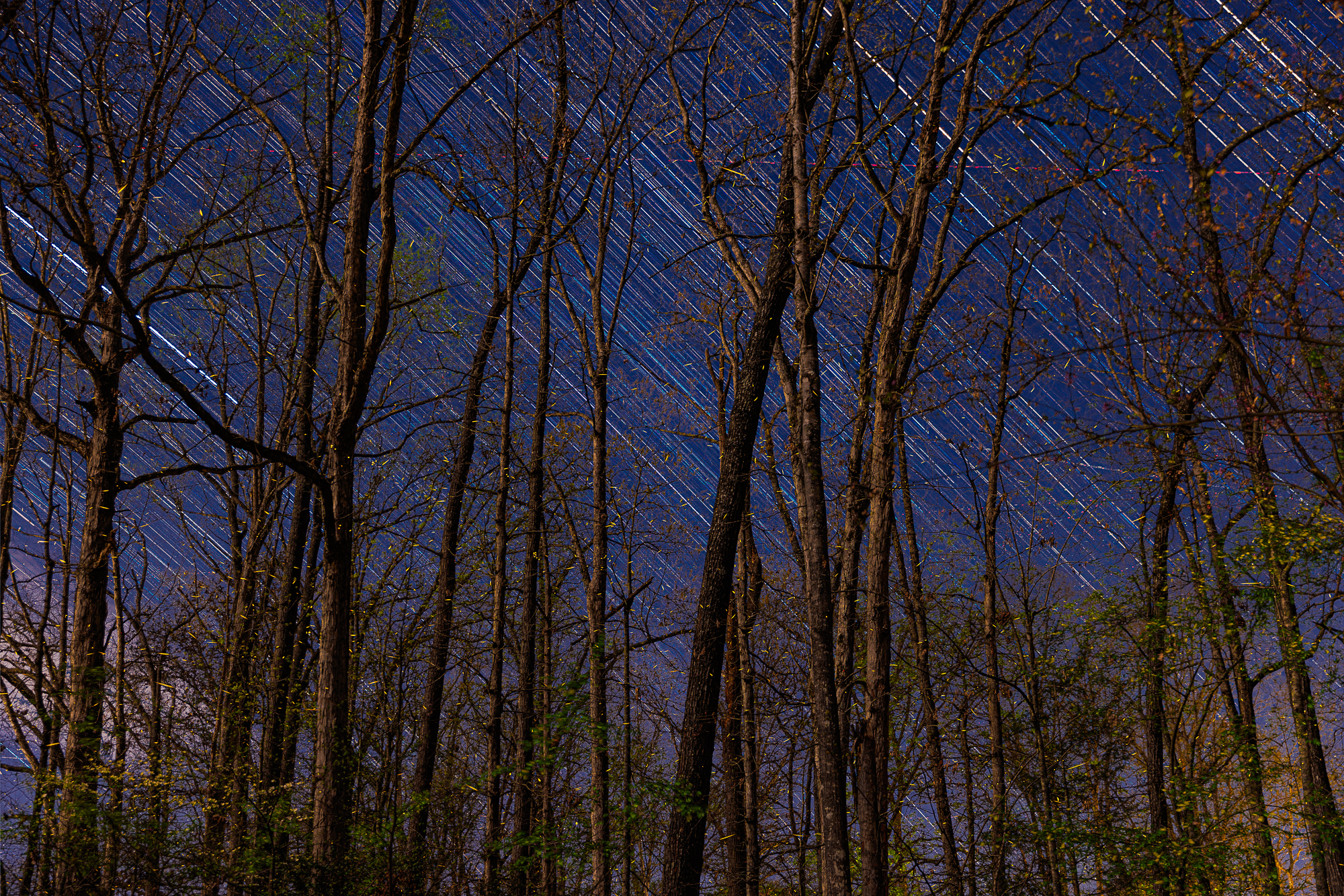 Fireflies in March