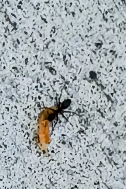 It ANT Heavy