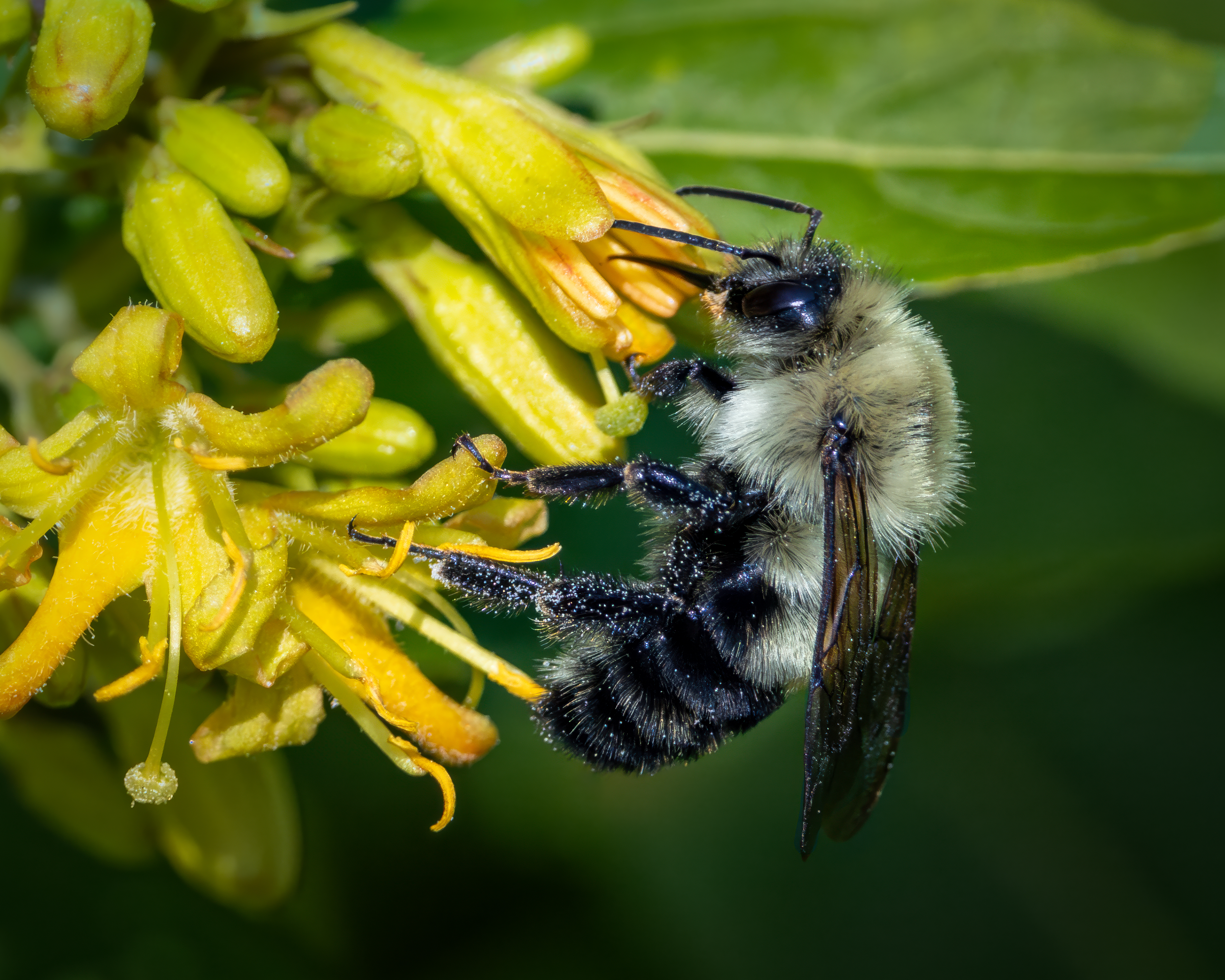 Busy Bee