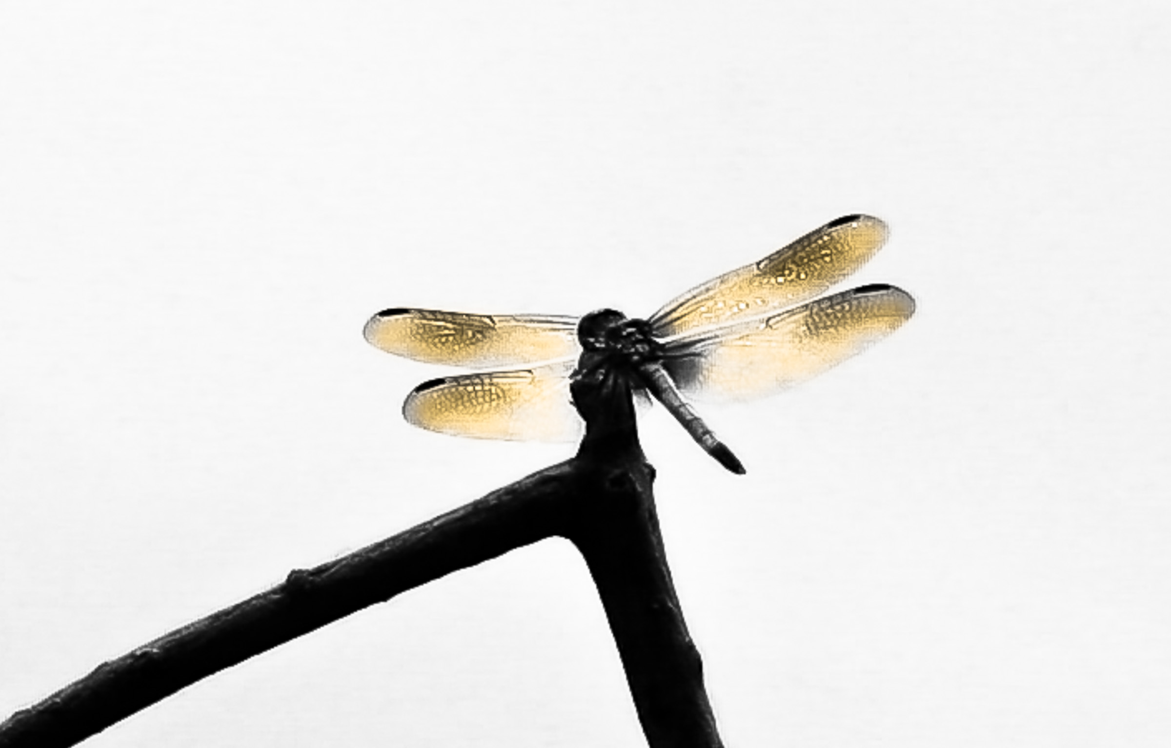 Dragonfly Posing
