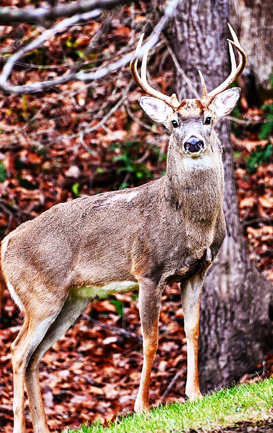 Whitetail Wonder