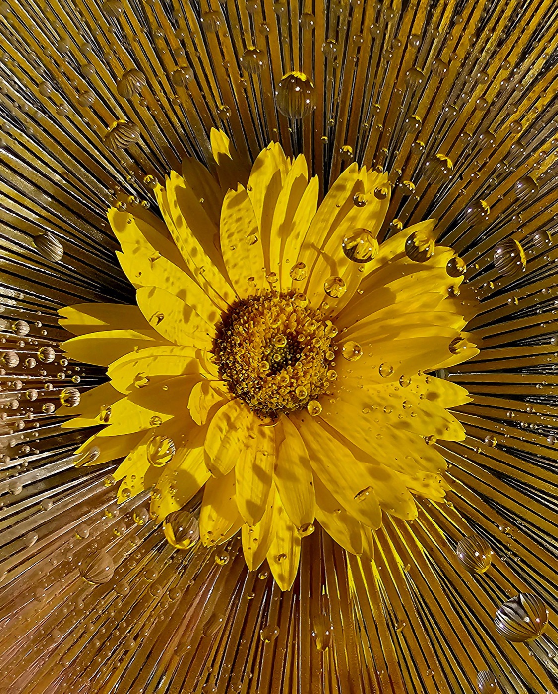sunflower in lamp shade