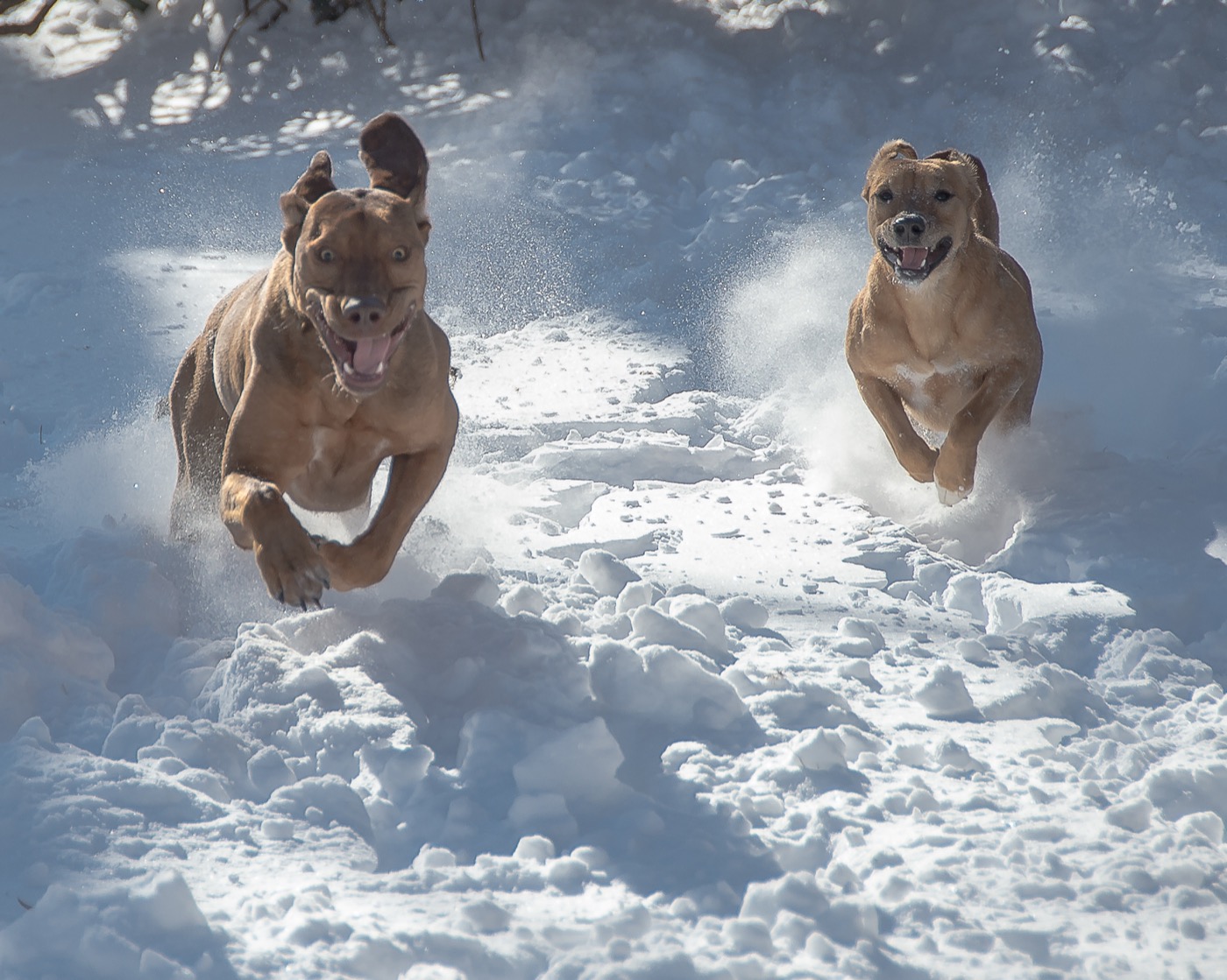 Snow Dogs