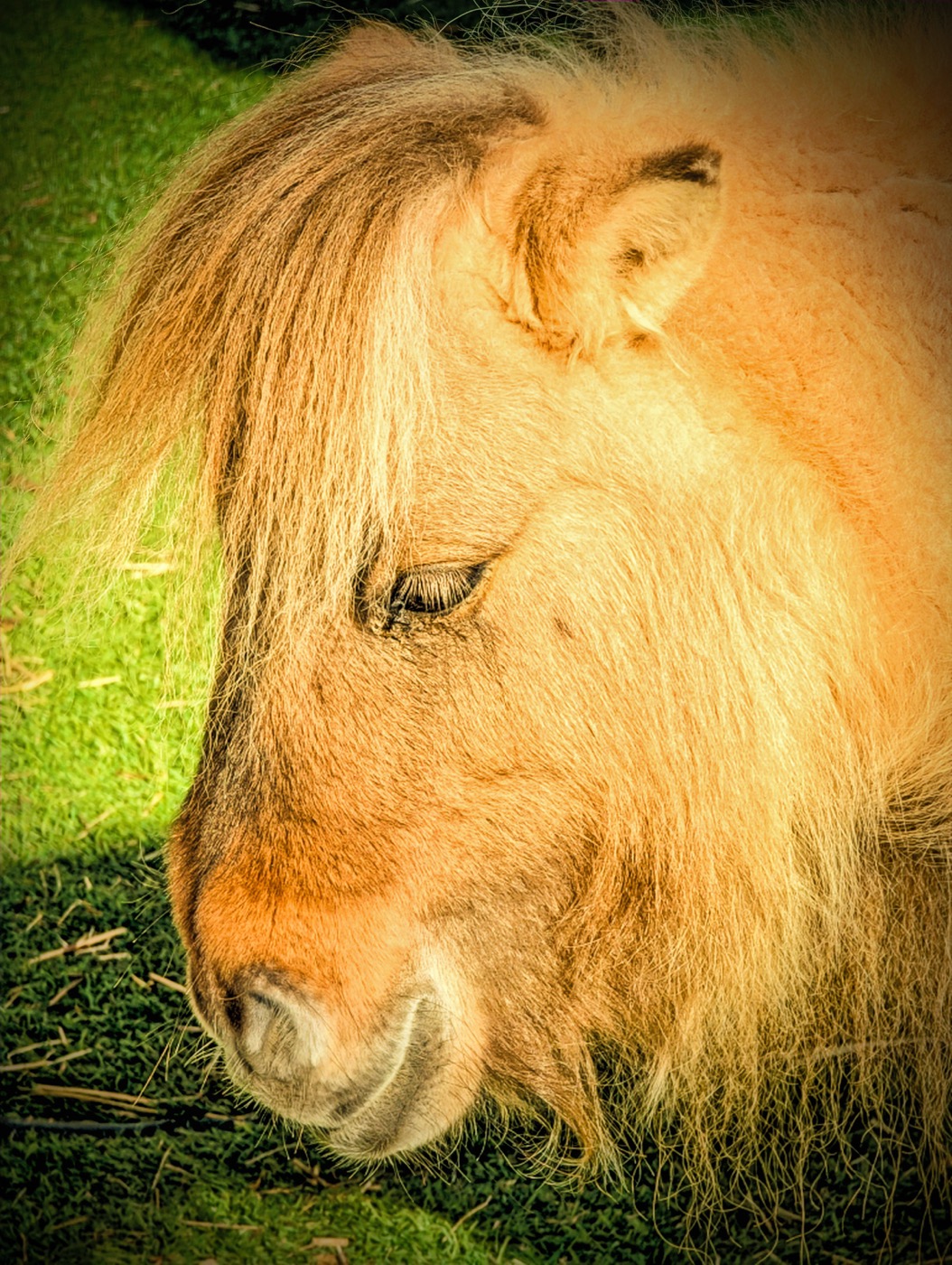 WILBER