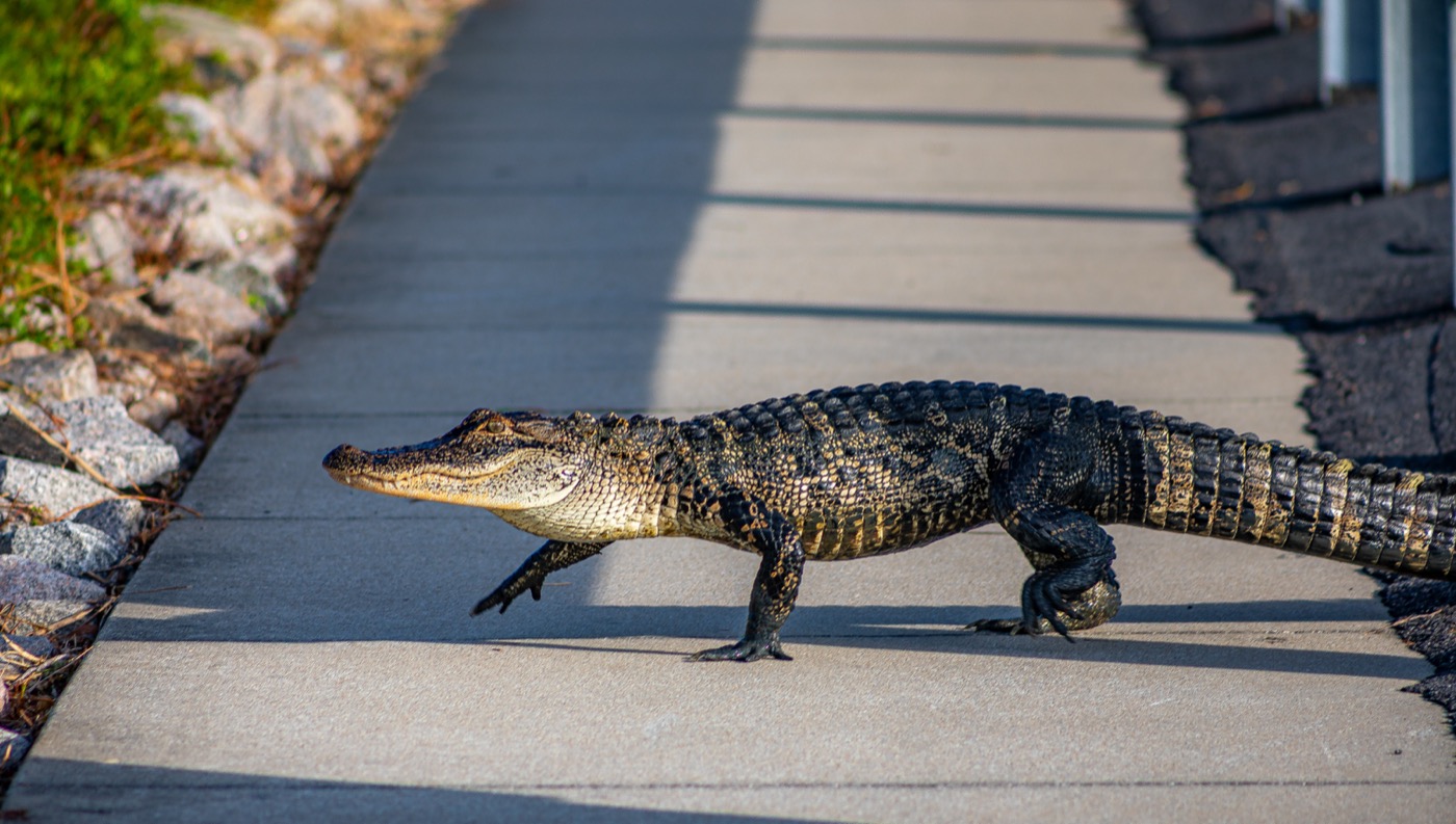 Gator Crossing Ahead