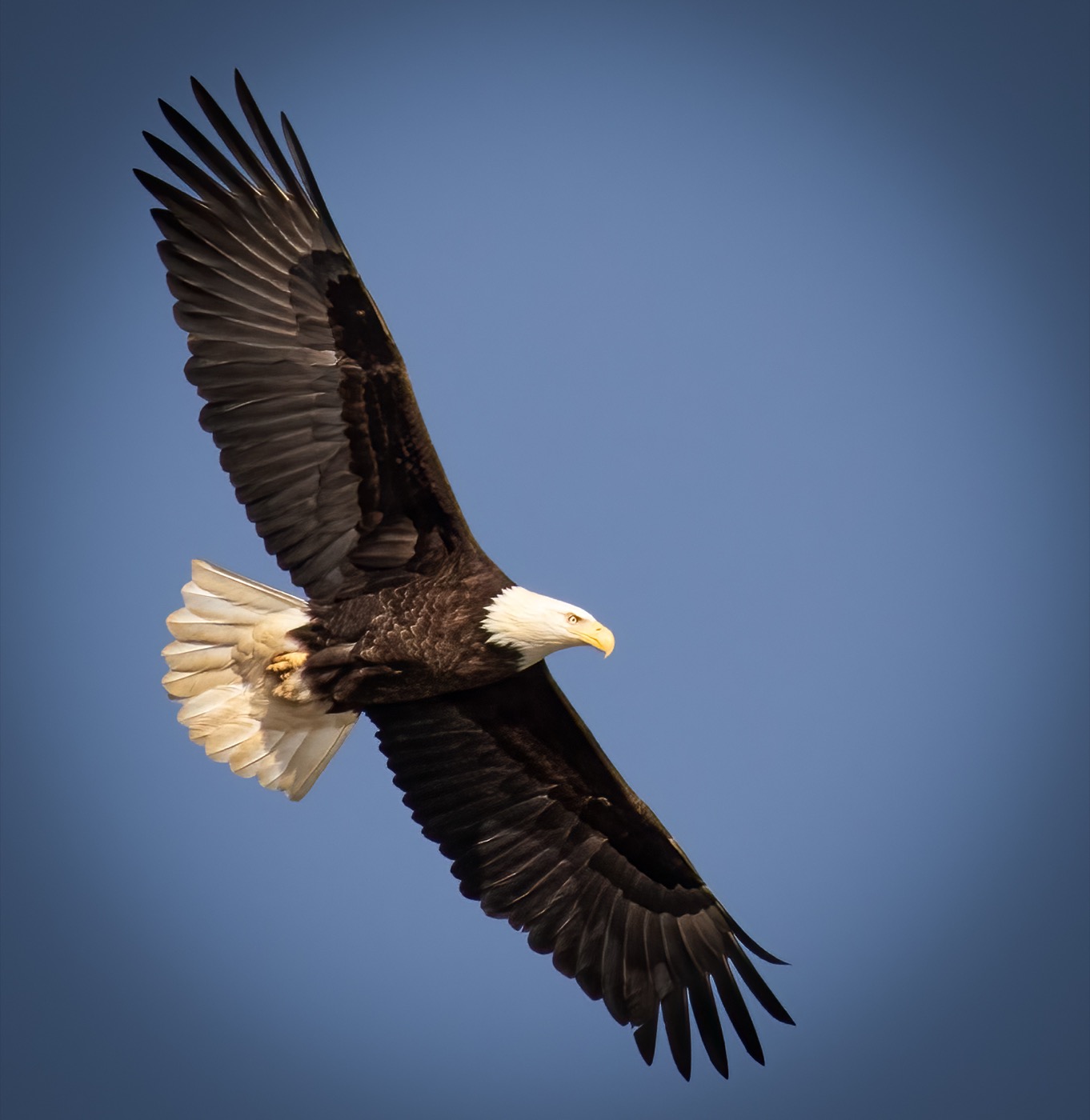 Striking Profile