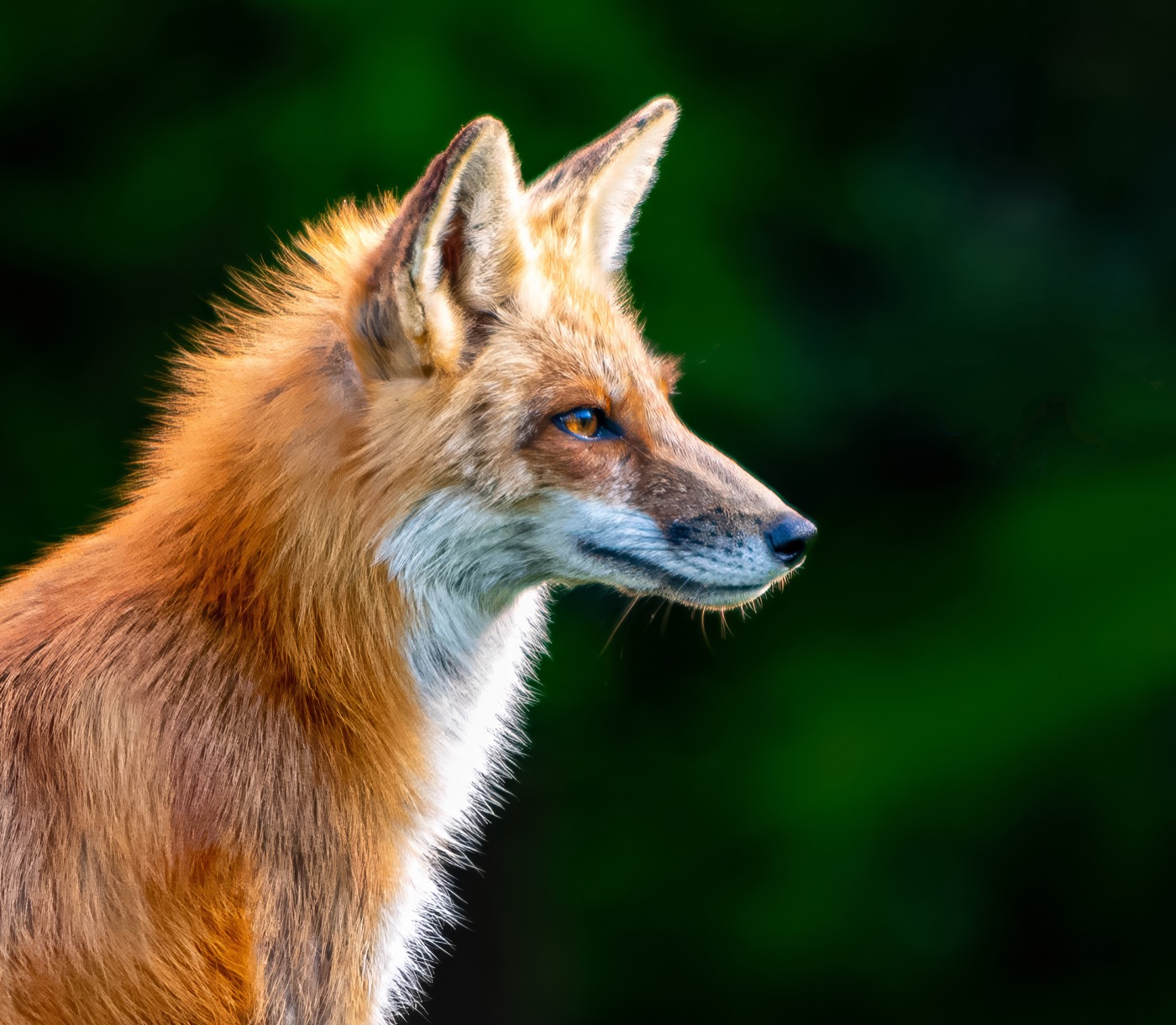Mama Fox