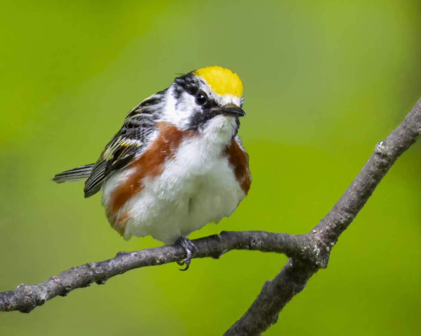 Chestnut Sided Warlber
