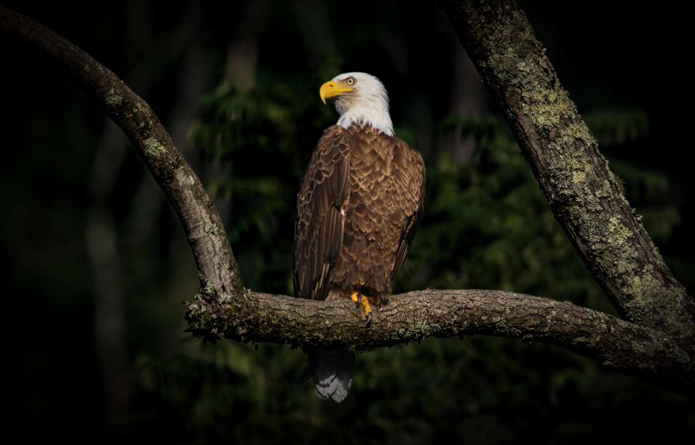 Portrait of an Eagle