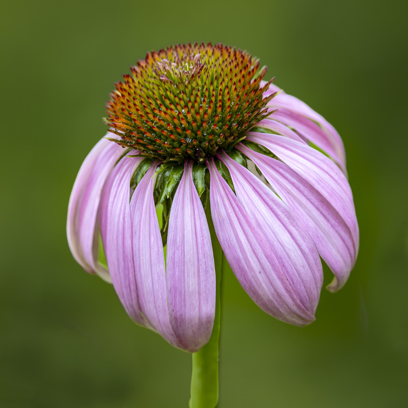 Purple Cone Flower