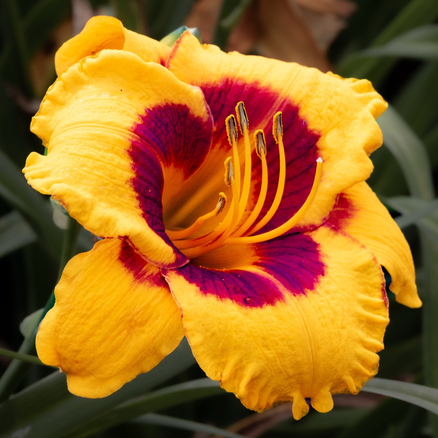 Yellow & Red Daylilly