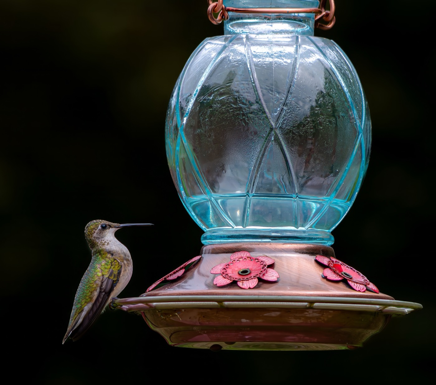 Friendly Hummingbird
