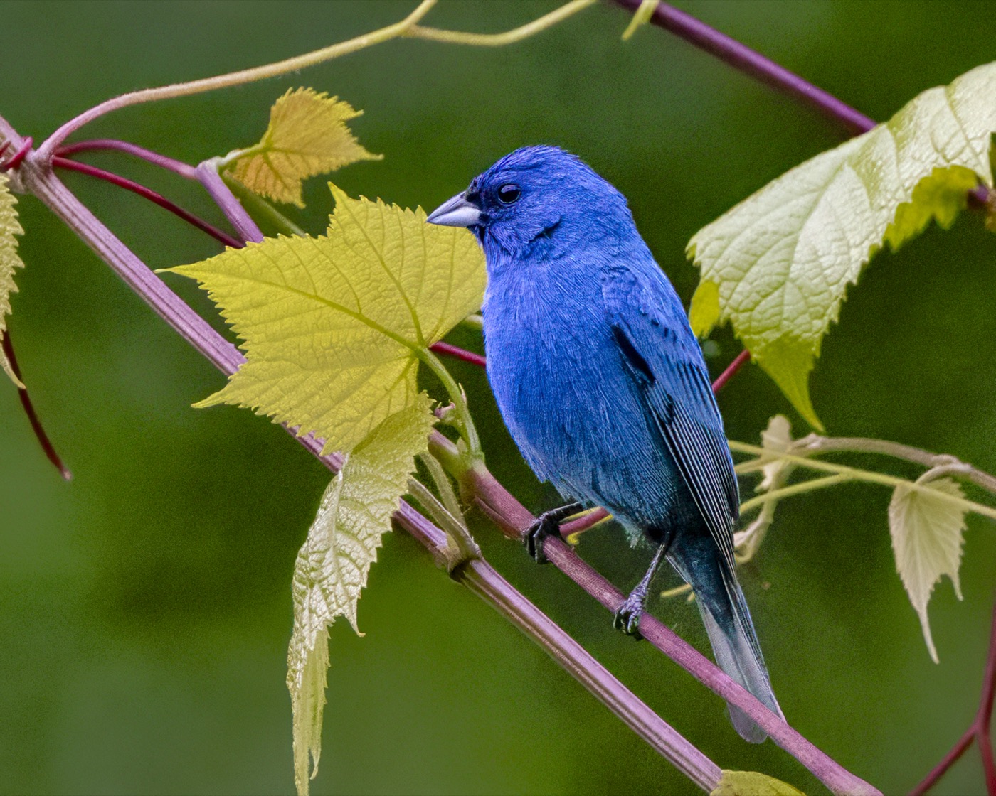 Indigo Bunting in Grape Vines