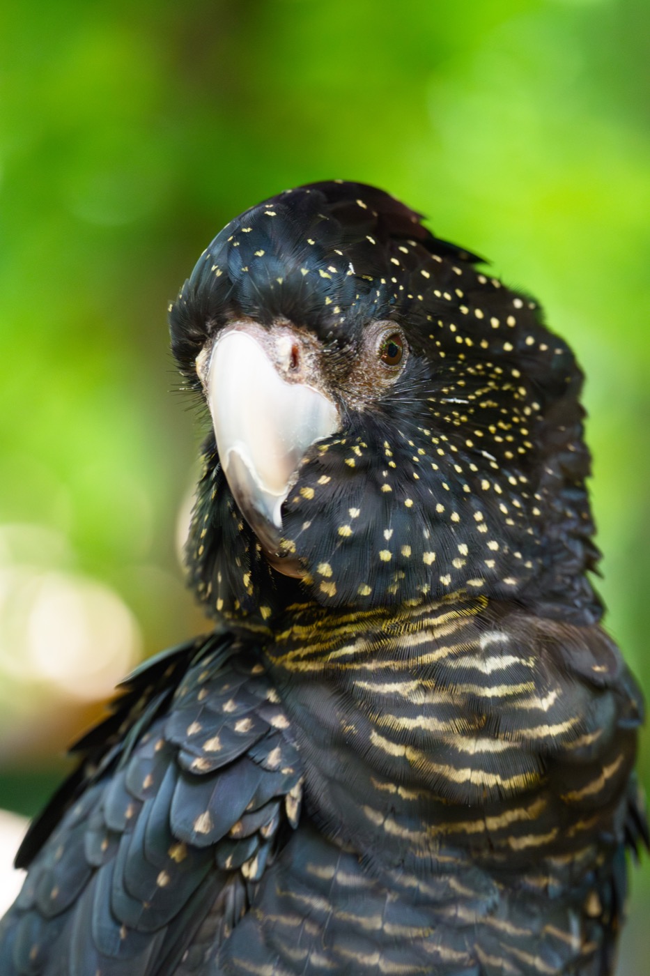 Red Tailed Black Cockatoo