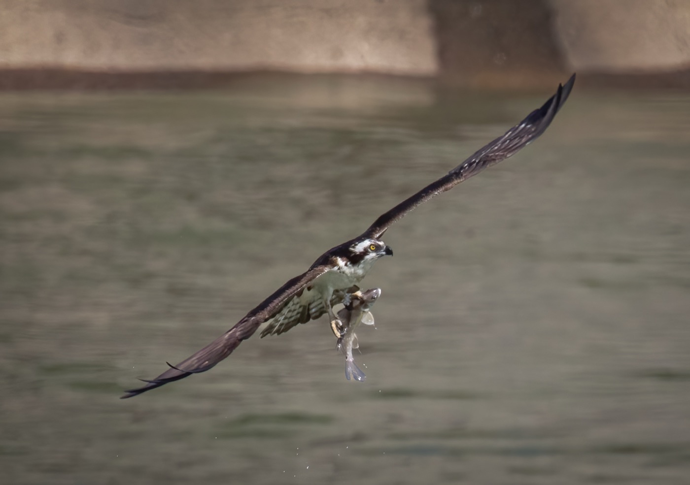 Dive in Lunch