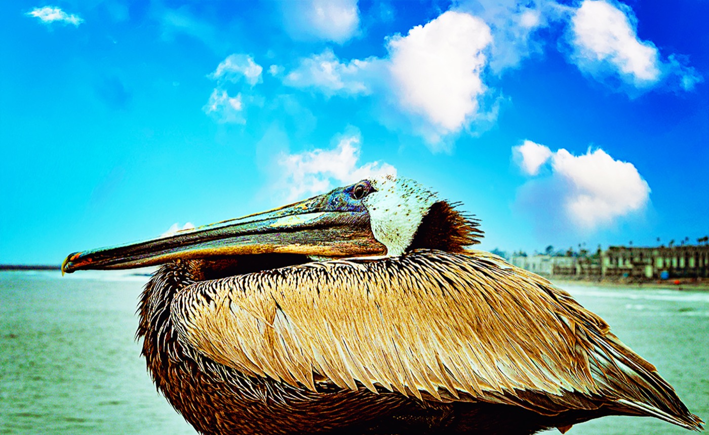 Coronado Beach Pelican