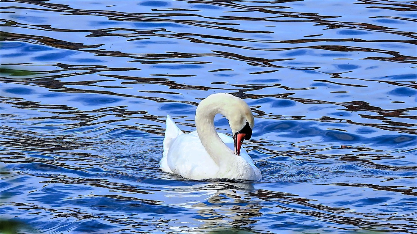 Swan on the Pond