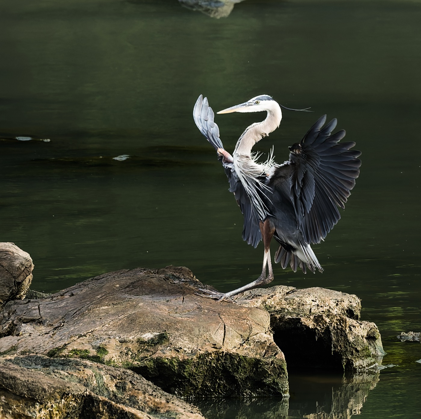 The Heron Has Landed