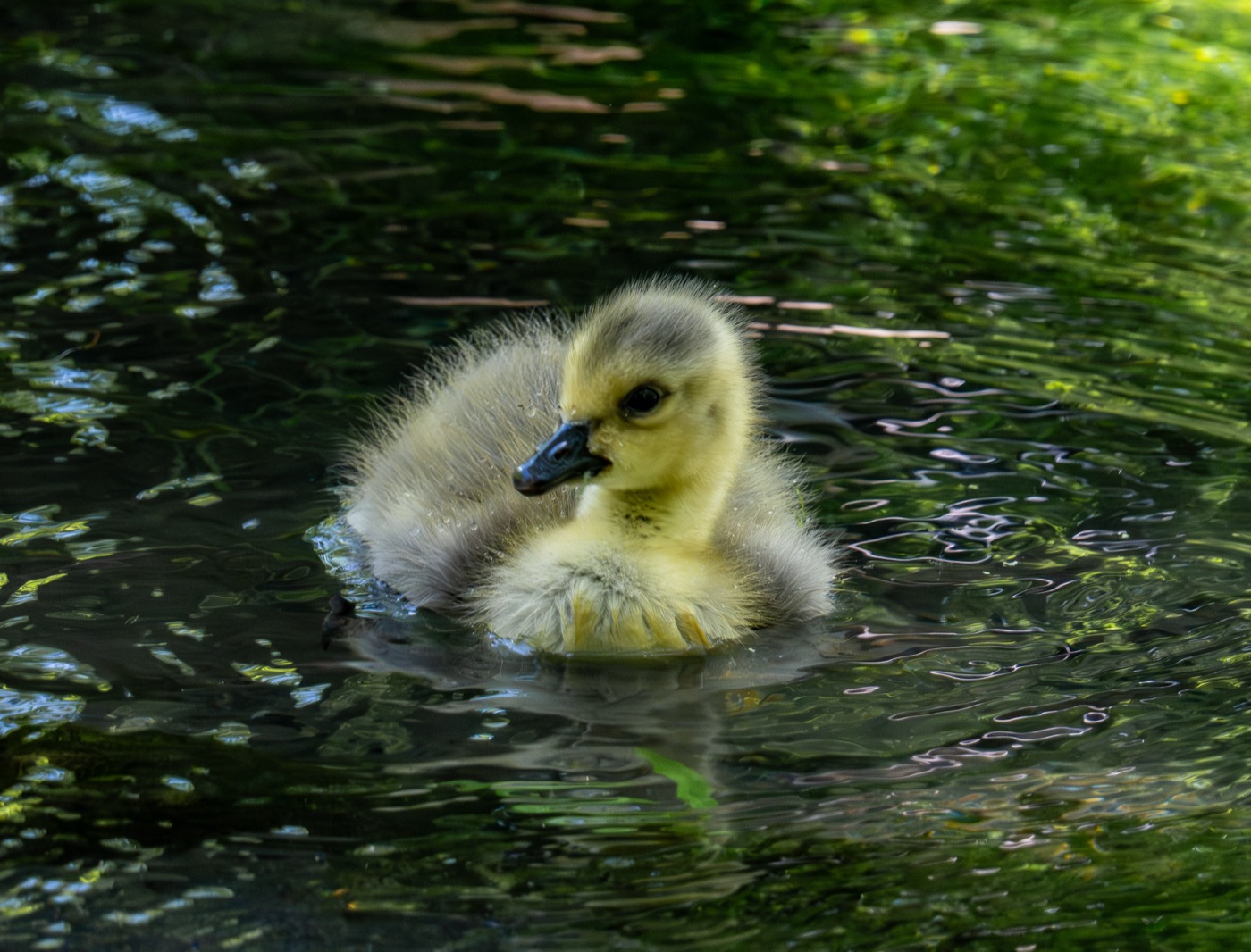 Good Gosling!