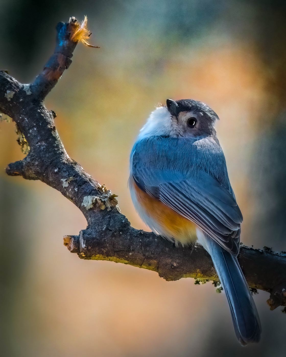 Puffed Up Titmouse