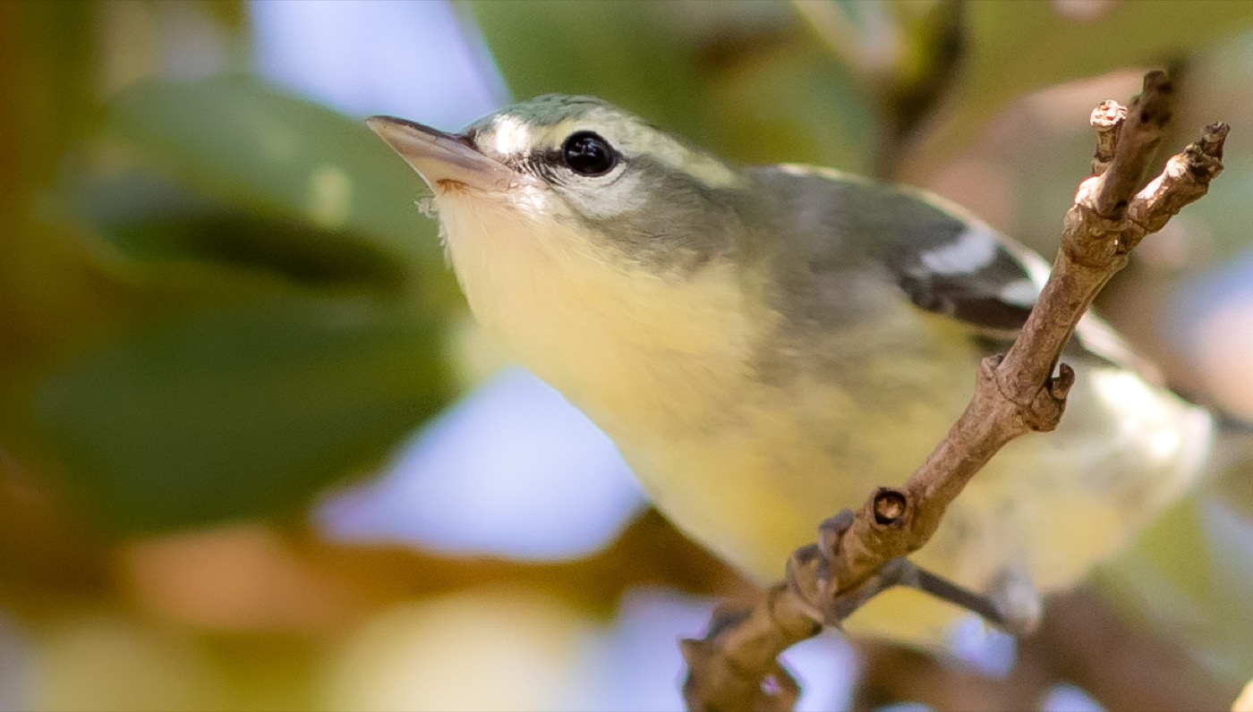 Female Cerulean Warbler